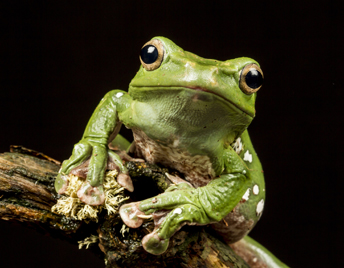 froglinks